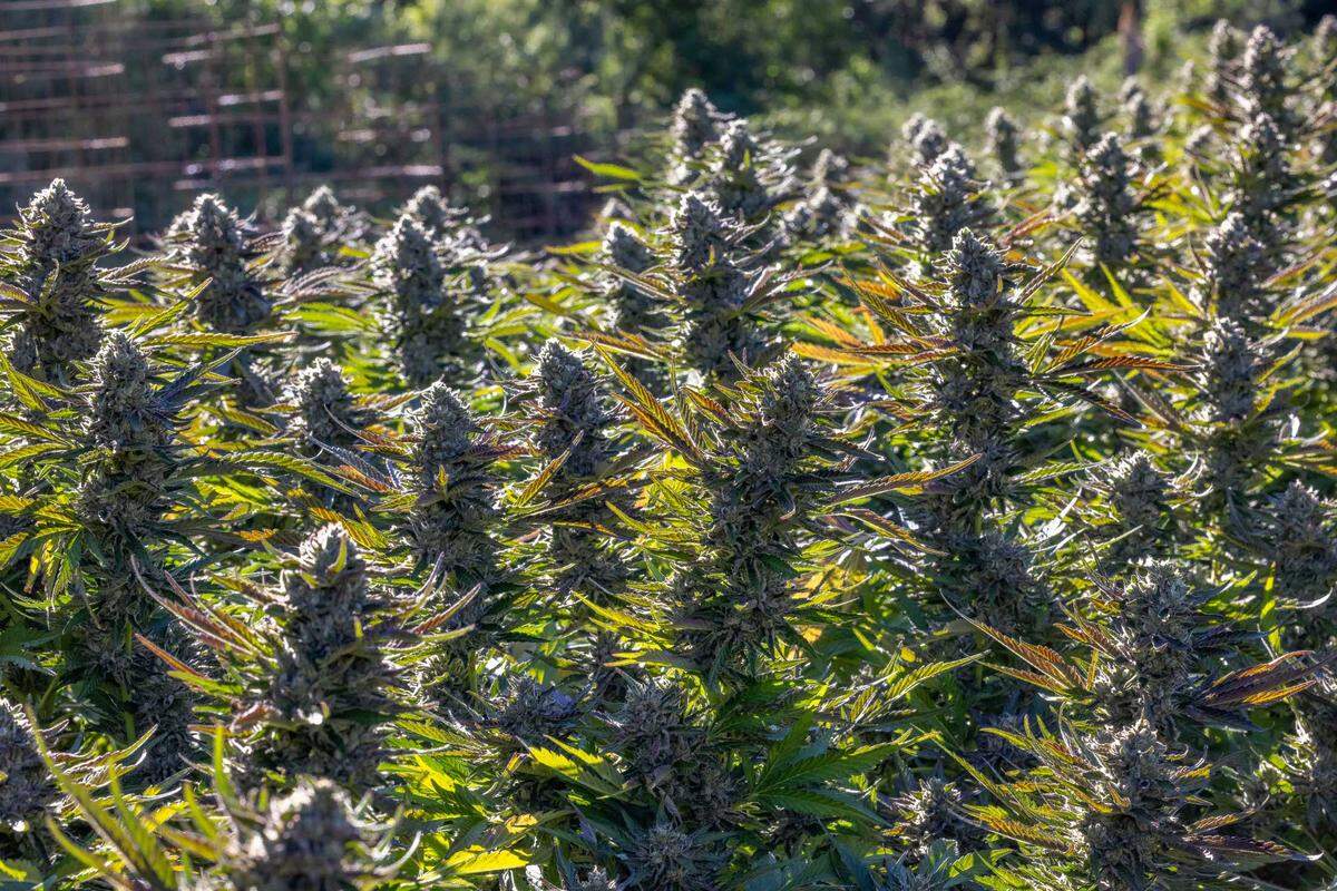 Cannabis plants are seen at a Native Humboldt Farms property in the Humboldt County, California, area.