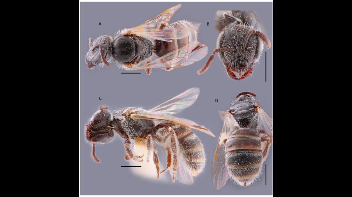 Three new species of bees with luminescent bodies have been identified in a new study. Shown above is the Lasioglossum (Sphecodogastra) iridescens.