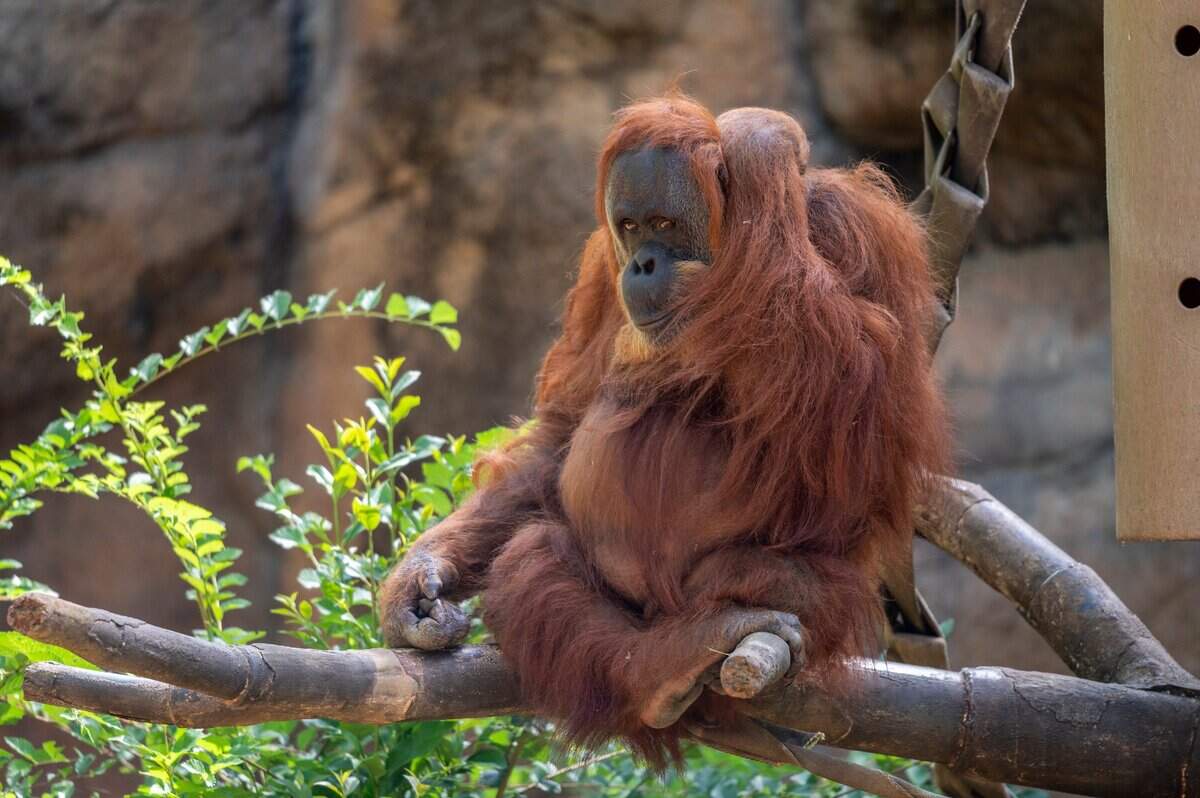 Cheli, a Sumatran orangutan, makes an appearance at the Sacramento Zoo on Thursday. “Some of the animals have missed observing our visitors,” said zoo Executive Director Jason Jacobs.