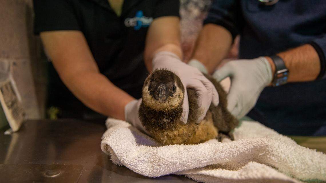 One of the African penguins born to Mojo and Lemieux at OdySea Aquarium.
