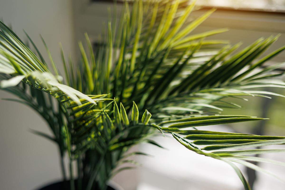 Areca Palm