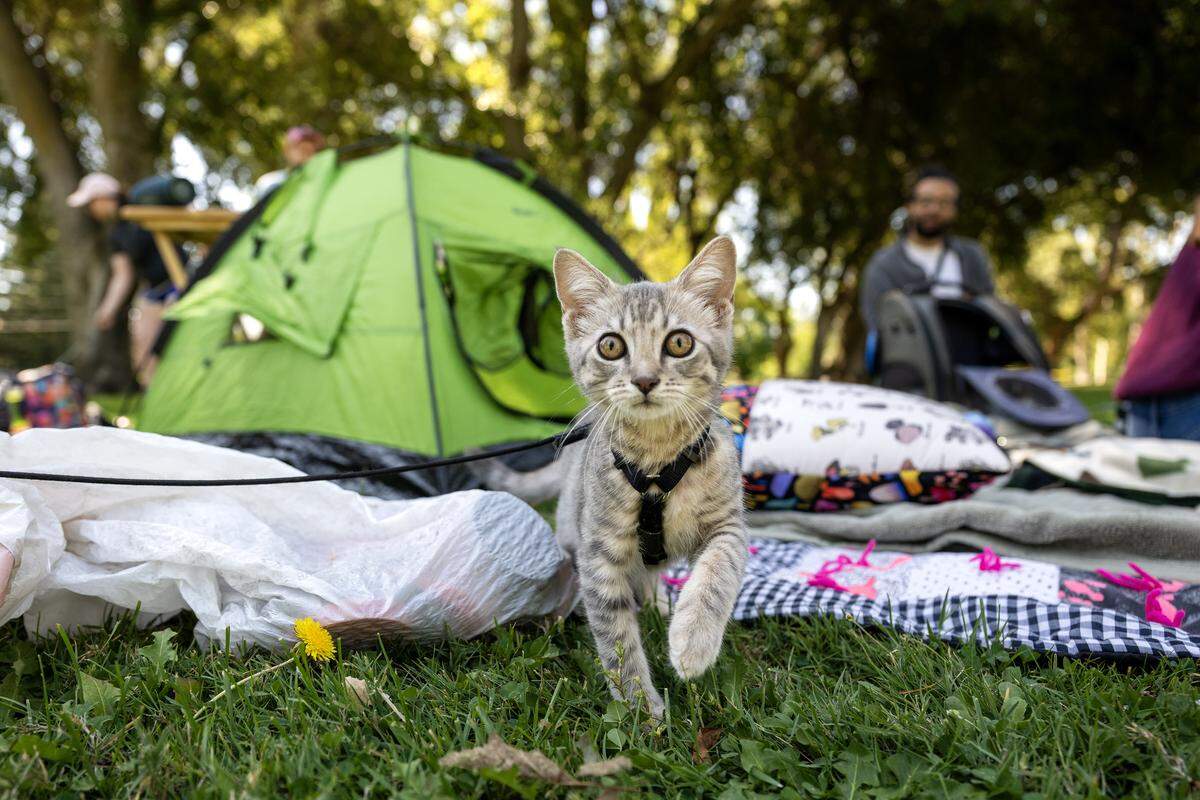 Spicy Sage freezes while she’s photographed during Saturday’s Caturday event in Land Park.