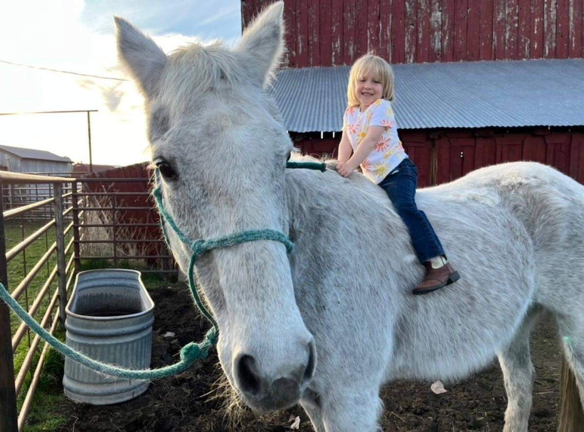 Harper Hanson, 5, rides Smoke the horse at her family’s Willow Creek Ranch in Lassen County. Smoke had to be euthanized after he was attacked by wolves on New Year’s Day in 2026.