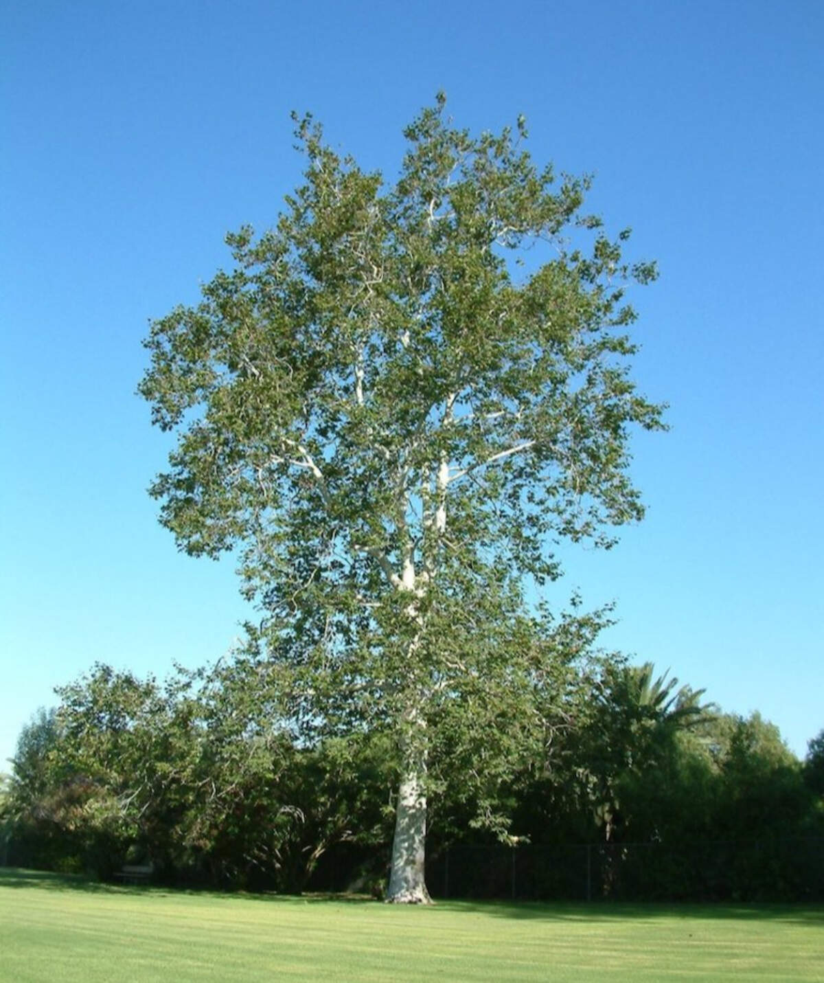 California sycamore tree