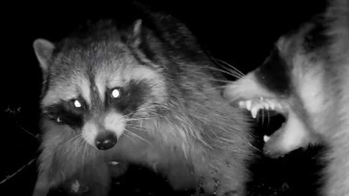 A trail cam in a Hartsel, Colorado, garden captures video of two raccoons fighting at night 
