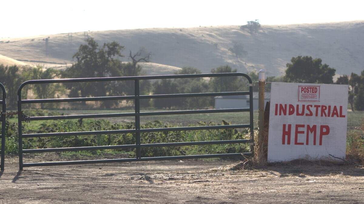 A strong smell coming from a relatively small hemp farm on Pass Road outside the small town of Sutter drifted into nearby neighborhoods earlier this fall. Sutter County supervisors on Tuesday approved a temporary ban on hemp production while evaluating the program long term.