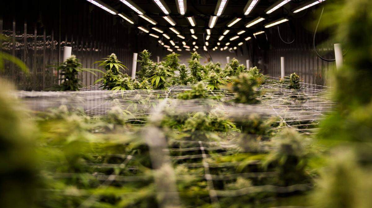 Marijuana grows at the Ohana Gardens Collective, a medical cannabis cultivation and delivery business, in 2017.
