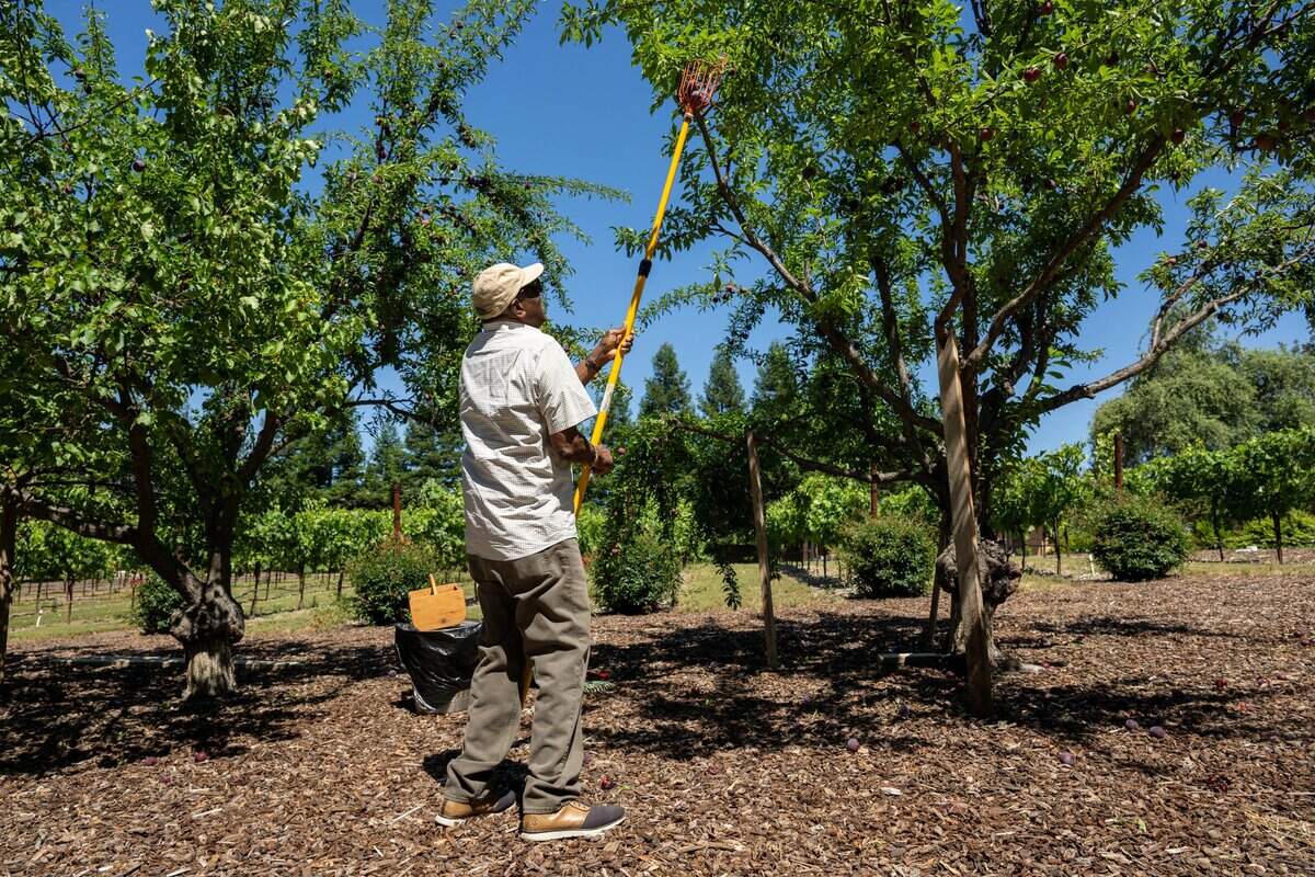 Dusty Baker picks plums from a tree in his garden at his Granite Bay home on Wednesday. Baker's new memoir, "Crossroads," publishes later this month.