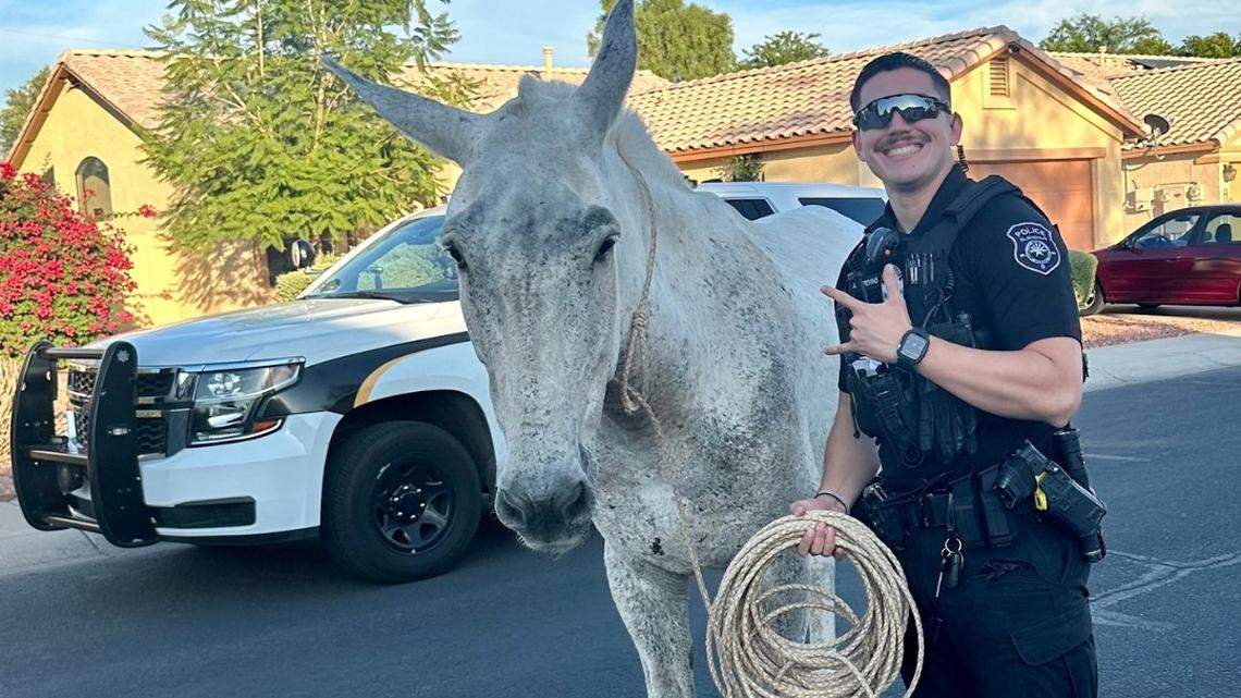 People in a residential neighborhood in Arizona spotted what they thought was a horse lumbering down the community’s sidewalks and streets, so they called the cops.
