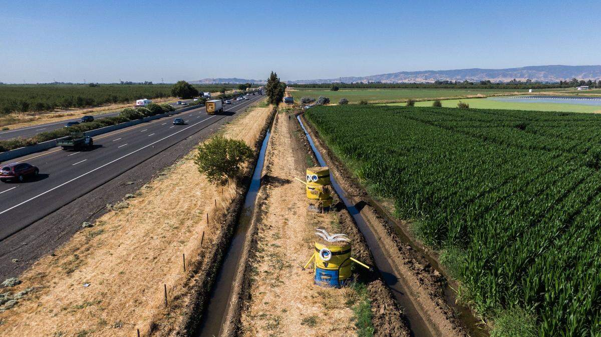 Two Minions created by Juan Ramirez beckon visitors to the Cool Patch Pumpkins in Dixon. The hay bale creations have become a popular landmark as motorists head along Interstate 80 from Sacramento to the Bay Area.