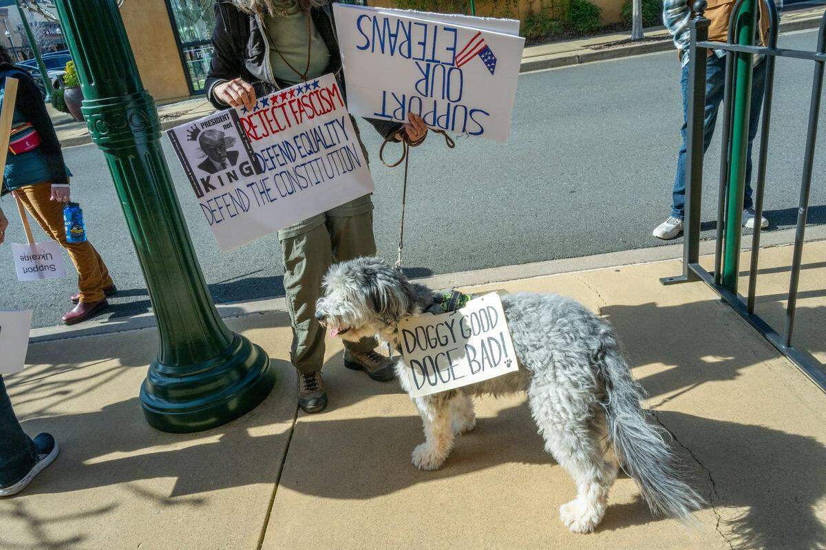 A dog wears a sign that reads “doggy good, DOGE bad!” during a protest by the group Indivisable El Dorado outside of Congressman Tom McClintock’s office in El Dorado Hills Town Center on Friday.