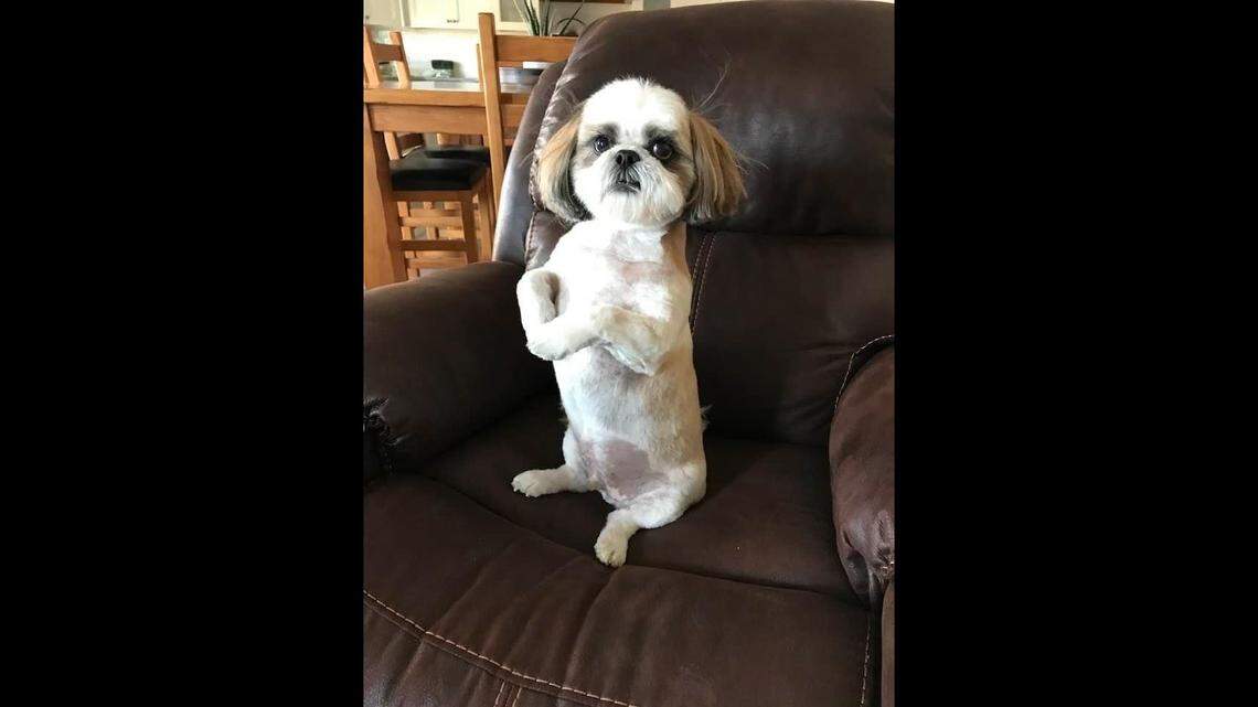 Reo, the dog, is still missing after someone drove off with him after stealing his owner’s car, Utah officials said.