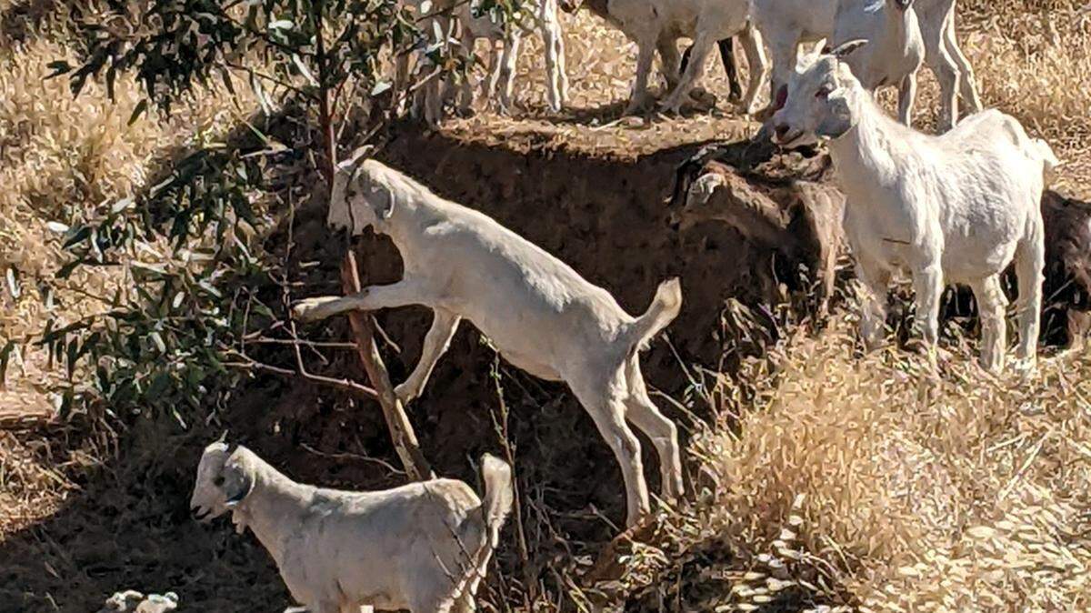 A herd of goats owned by Tim Arrowsmith of Blue Tent Farms in Red Bluff. These goats are used to clear brush and reduce wildfire risk. But a new interpretation of state wage and hour laws might mean having to sell his herd.