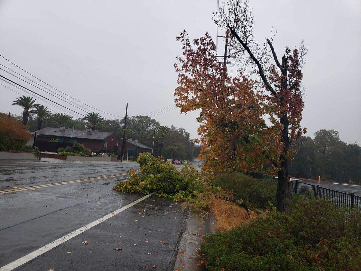 A tree is seen down on Winding Way at Walnut Avenue in the Carmichael section of Sacramento County on Sunday, Oct. 24, 2021. A severe storm is bringing heavy rain and winds to the region.
