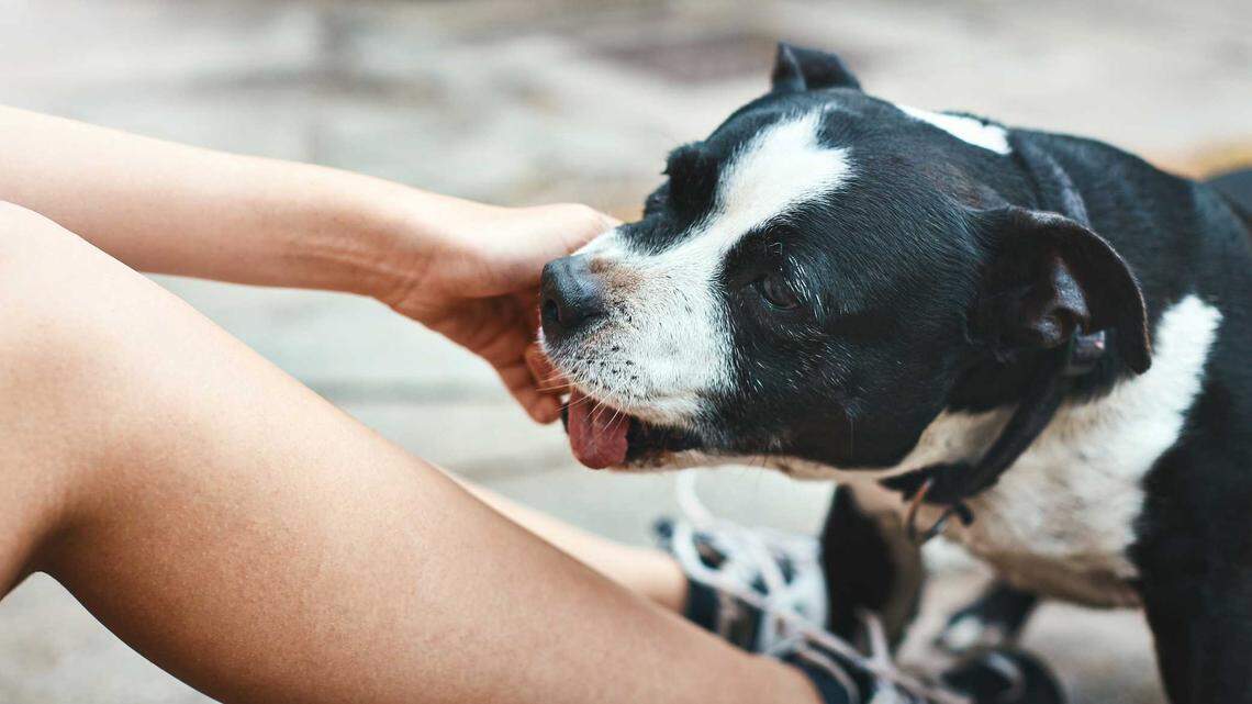 There were nearly 50,000 emergency room visits for dog bites in 2022, up about 70% since 2005. Dogs being less socialized may be to blame.
