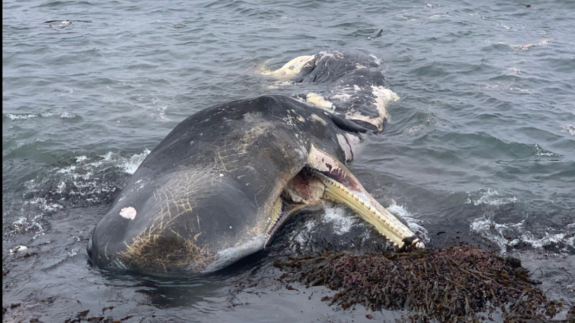 California’s Mendocino Coast witnessed a rare occurrence when a dead sperm whale washed ashore. An attempt to tow it for research failed, when the whale sank.