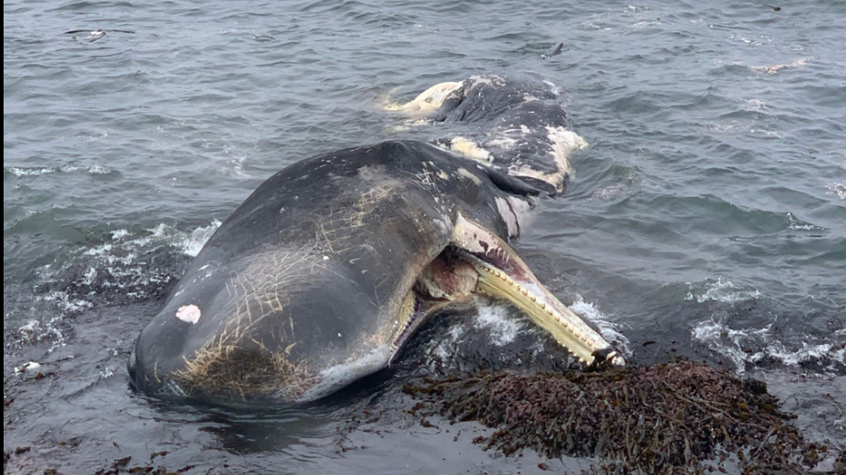 California’s Mendocino Coast witnessed a rare occurrence when a dead sperm whale washed ashore. An attempt to tow it for research failed, when the whale sank.
