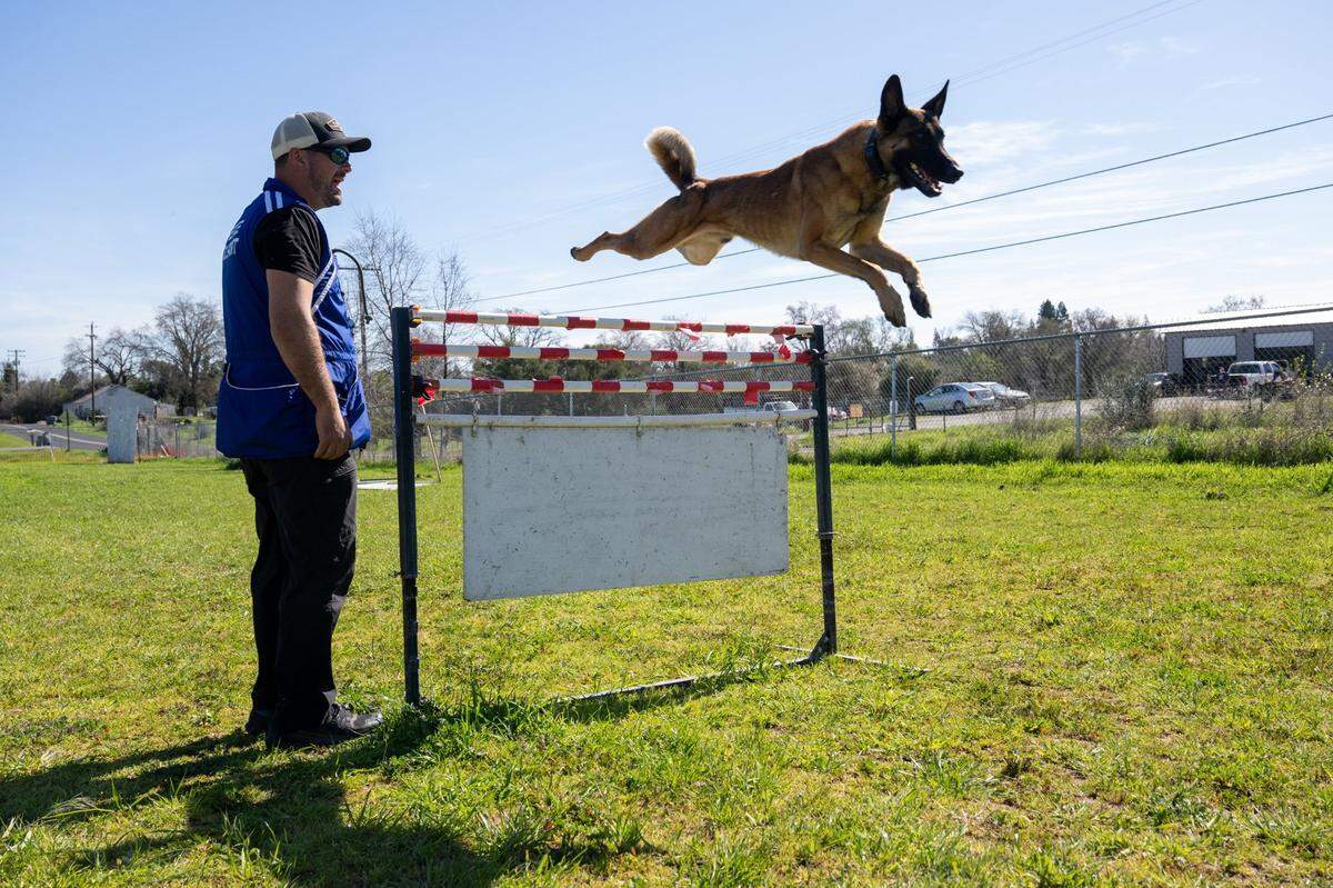 Spencer Bowman trains his dog Sub-zero on the French ring sport obstacle course in Roseville in February. French ring is a dog sport involving jumping, obedience and bite work.
