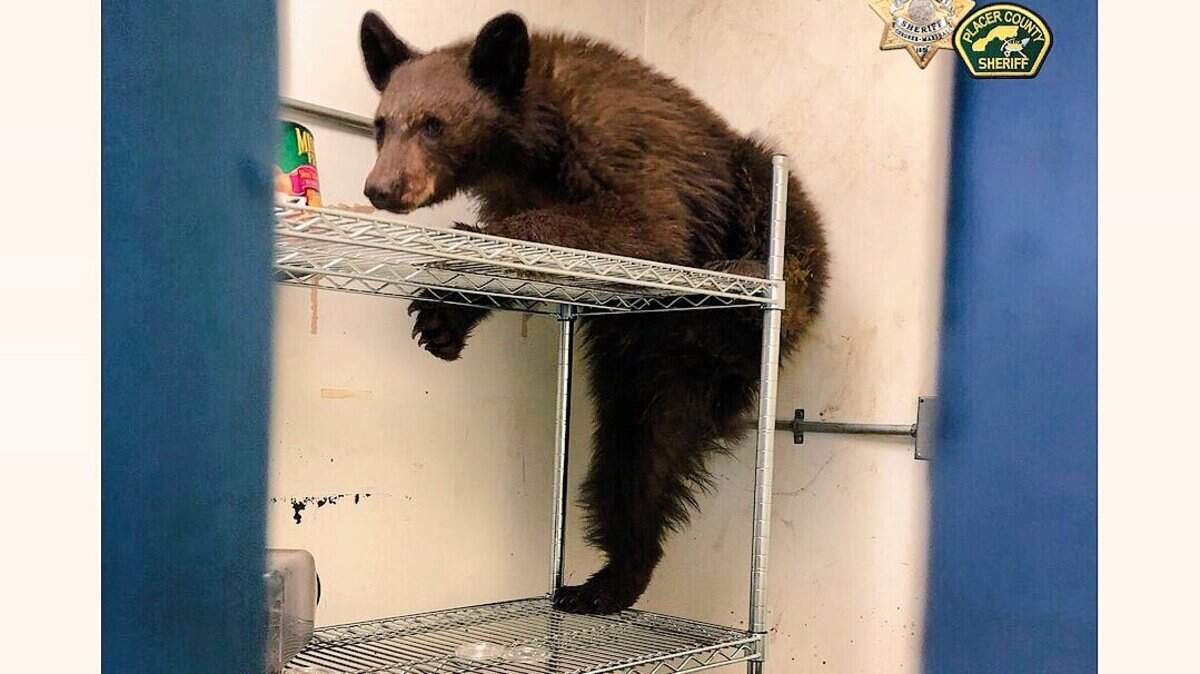 A bear cub sneaked into Rideout Elementary School just south of Tahoe City on Nov. 24, 2018, to ransack the food closet.