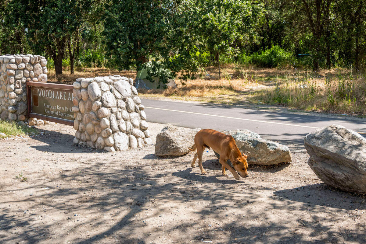 A loose dog sniffs the ground near a tent along the American River bike trail at Northgate Bourlevard on June 23.