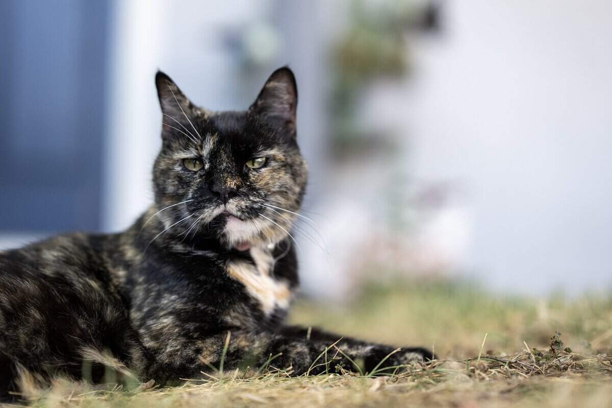 Xena, a 15-year-old cat, relaxes outside her home on Wednesday in Rancho Cordova.