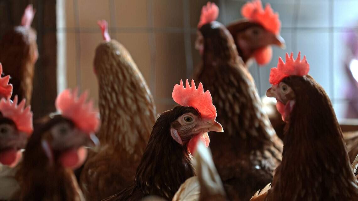 Bird flu detected in two Sacramento County backyard flocks, health officials say