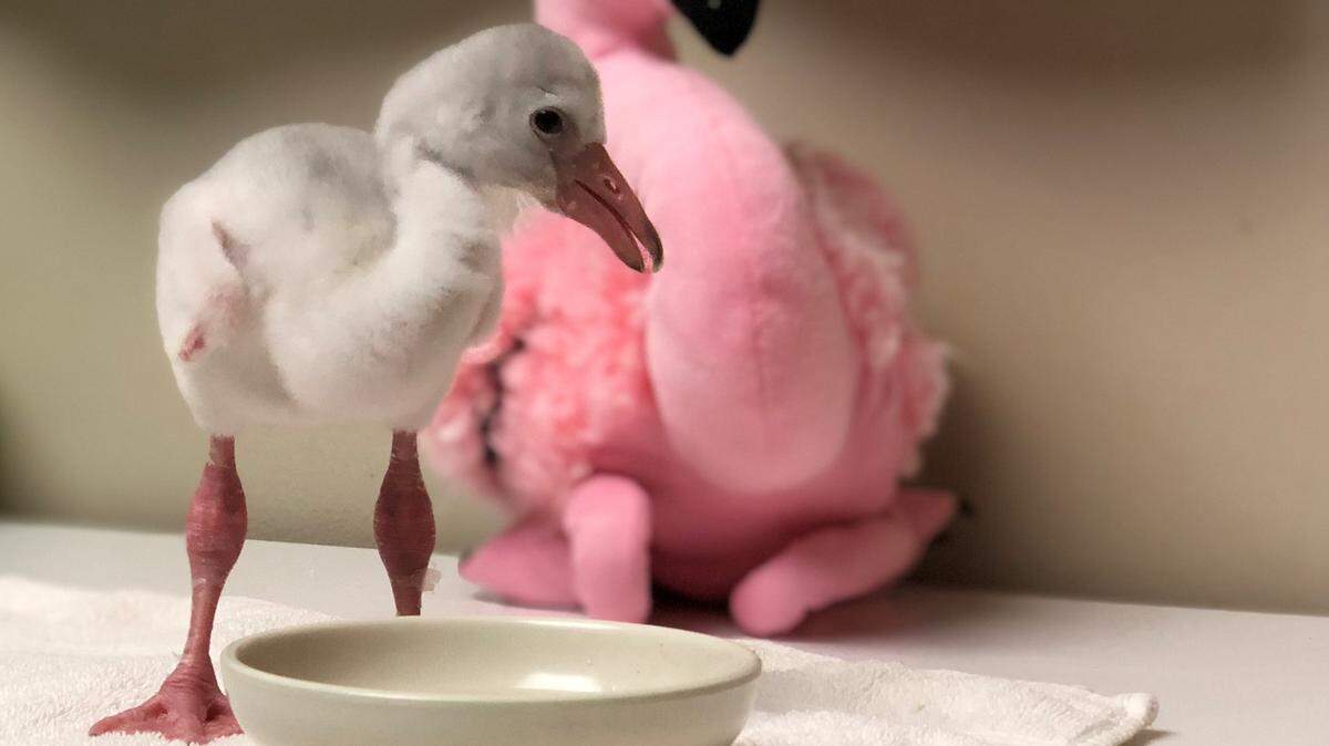 A baby Caribbean flamingo hatched at the Sacramento Zoo in July, according to a Facebook post from the zoo.