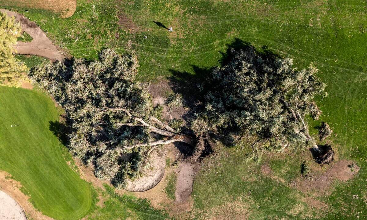 A visitor to William Land Golf Course walks past two downed trees near the 4th hole on Jan. 12, during a break in the storms in the Sacramento area.