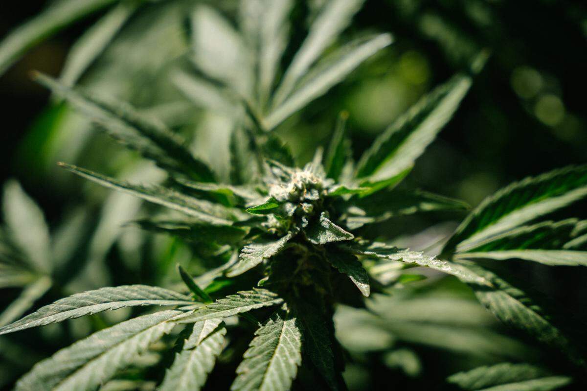 Strange Ranch’s established cannabis farm is an opportunity for an entrepreneur.