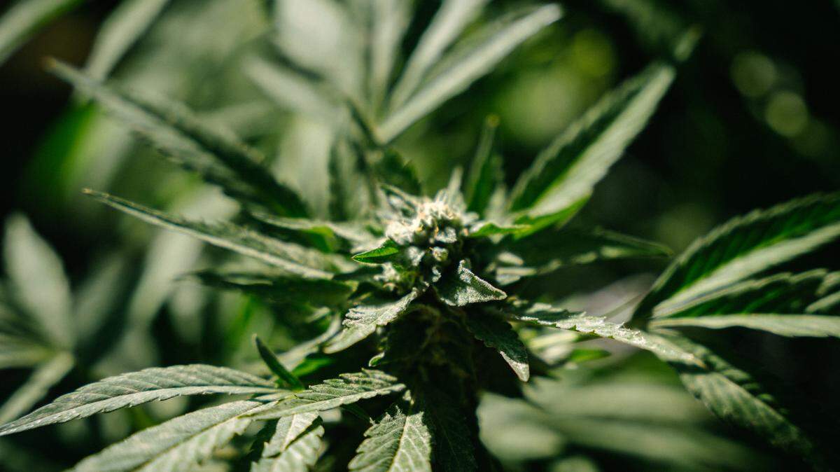 We’ve rounded up answers to some common questions on Kentucky’s new medical cannabis program.