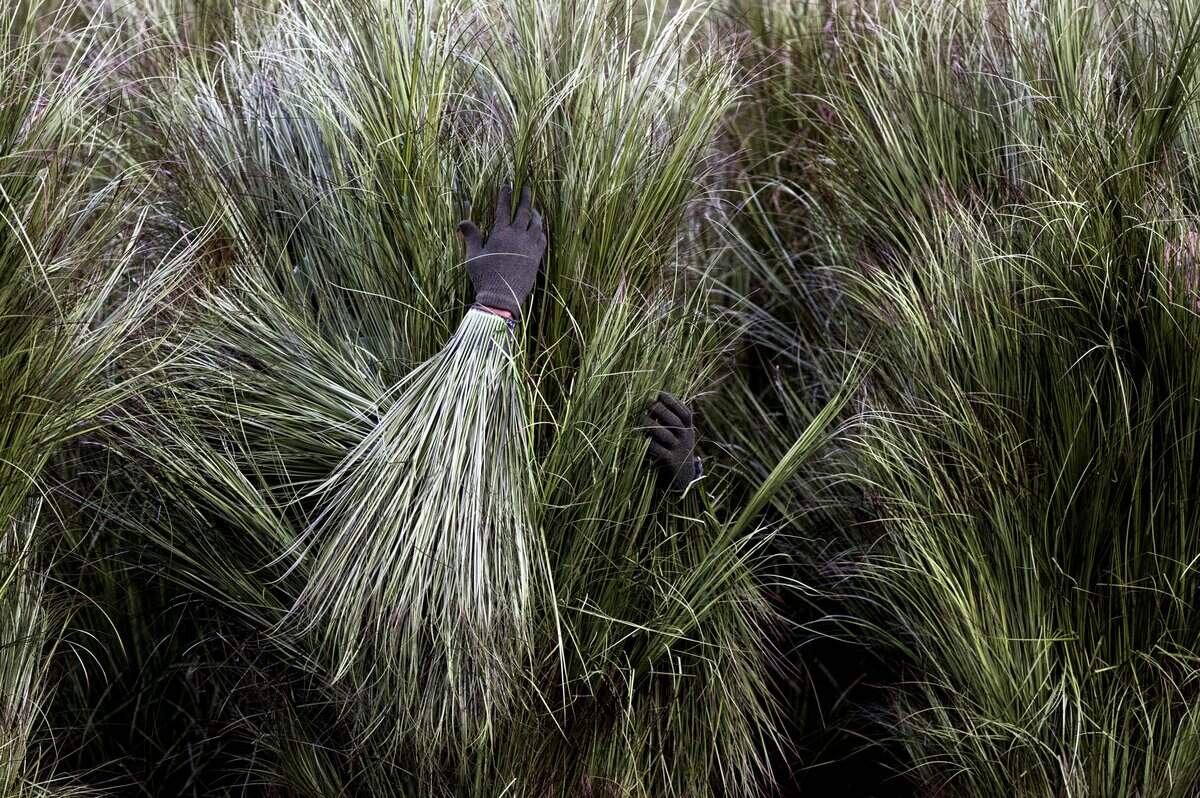 A pair of hands appears from a grass costume during the Super Bowl LX halftime show at Levi's Stadium on Sunday, Feb. 8, 2026.