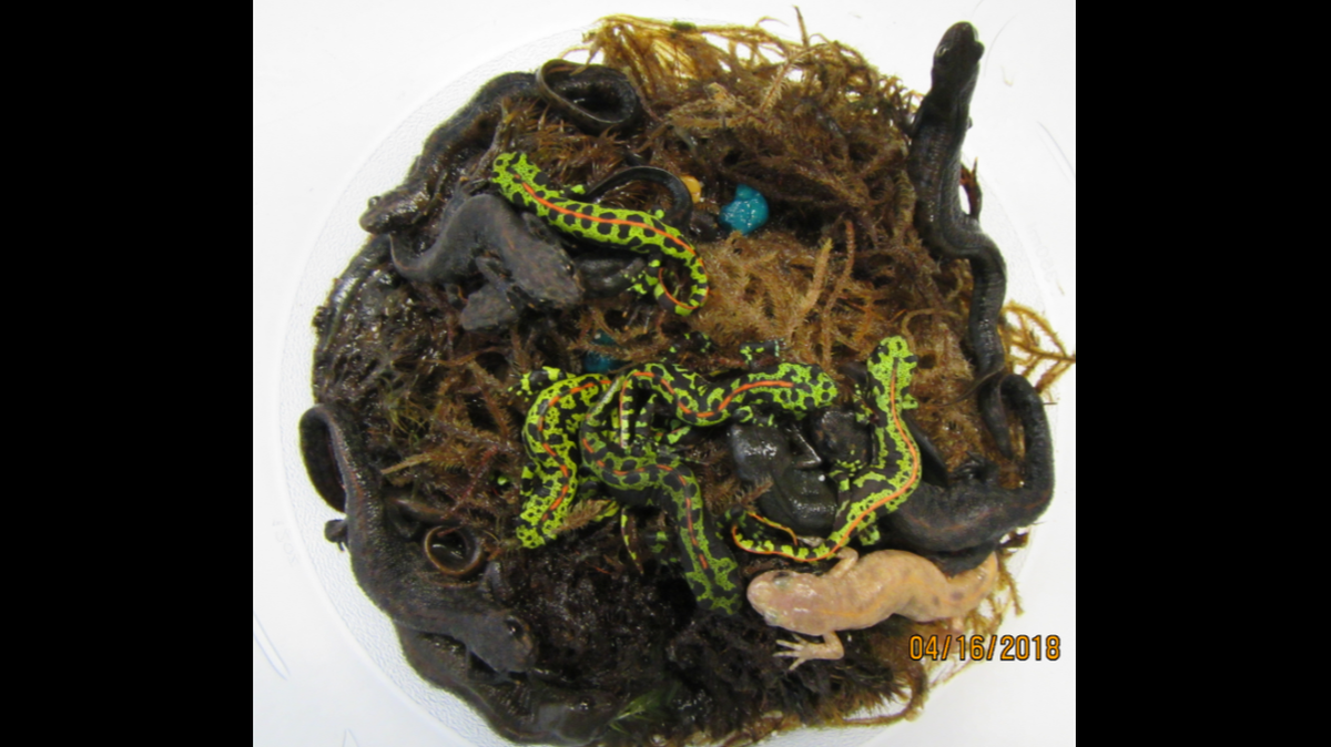 Officials seized 81 newts during a search warrant at a Tahoe City home.