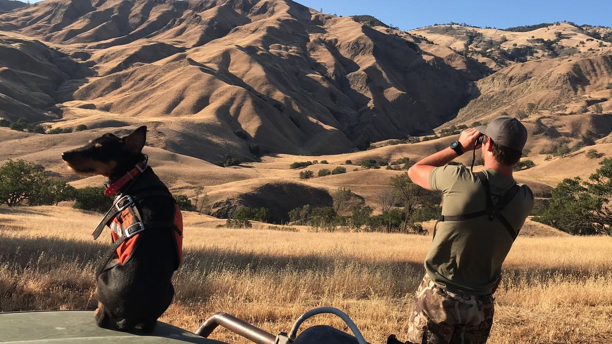 Hunting guide Sam McGuire uses binoculars to "glass" for wild pigs on the hills of San Benito County on June 16, 2018, while his terrier, Emma, waits for action.