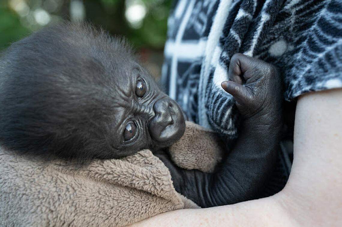 Zoo staff have been caring for the baby gorilla in shifts. He needs to be fed every two hours.