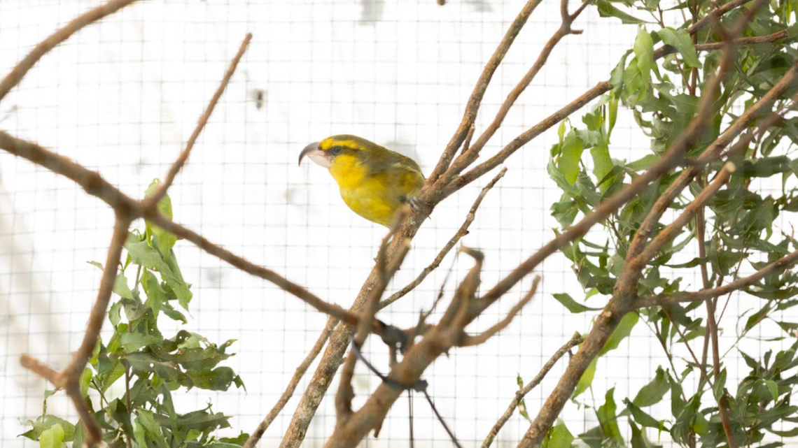 This Kiwikiu was discovered 605 days after officially being declared dead, according to Hawaii’s Department of Land and Natural Resources.