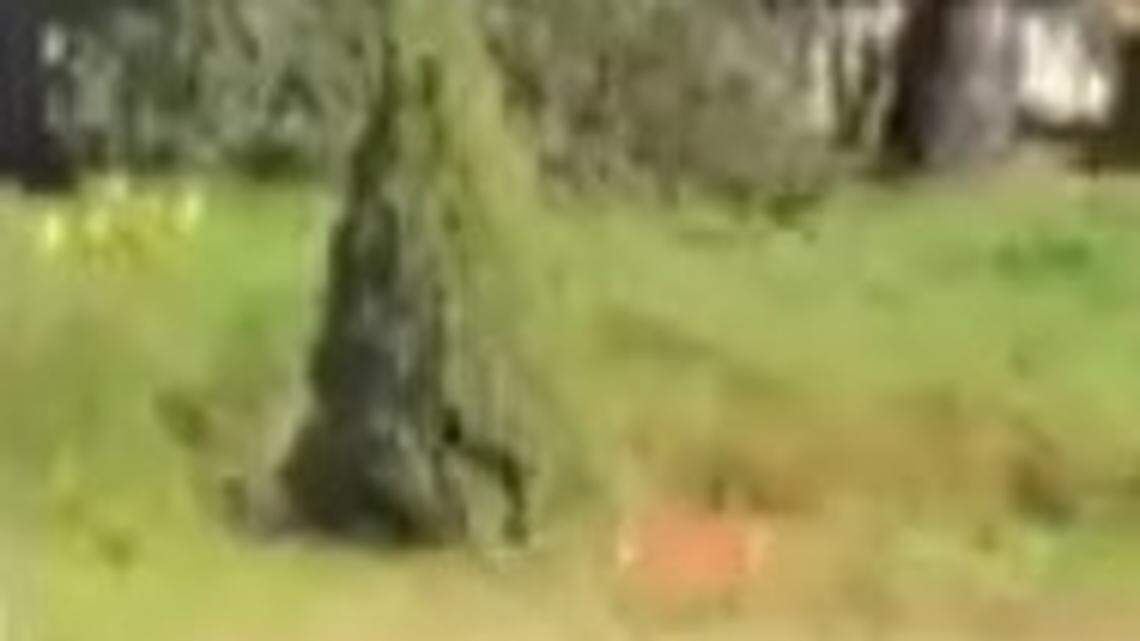 A report of a mountain lion at a Tigard, Oregon, park turned out to be a house cat, wildlife officials say.