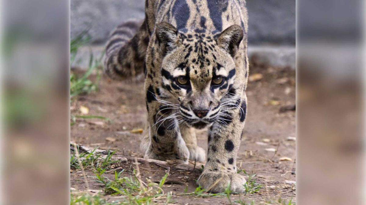 Serai, a female clouded leopard, walks around her habitat after arriving at the Sacramento Zoo in April 2025. The zoo announced her death on Thursday, Oct. 3, 2025, following a months-long health struggle that began in July and led to her euthanasia on Sept. 29.
