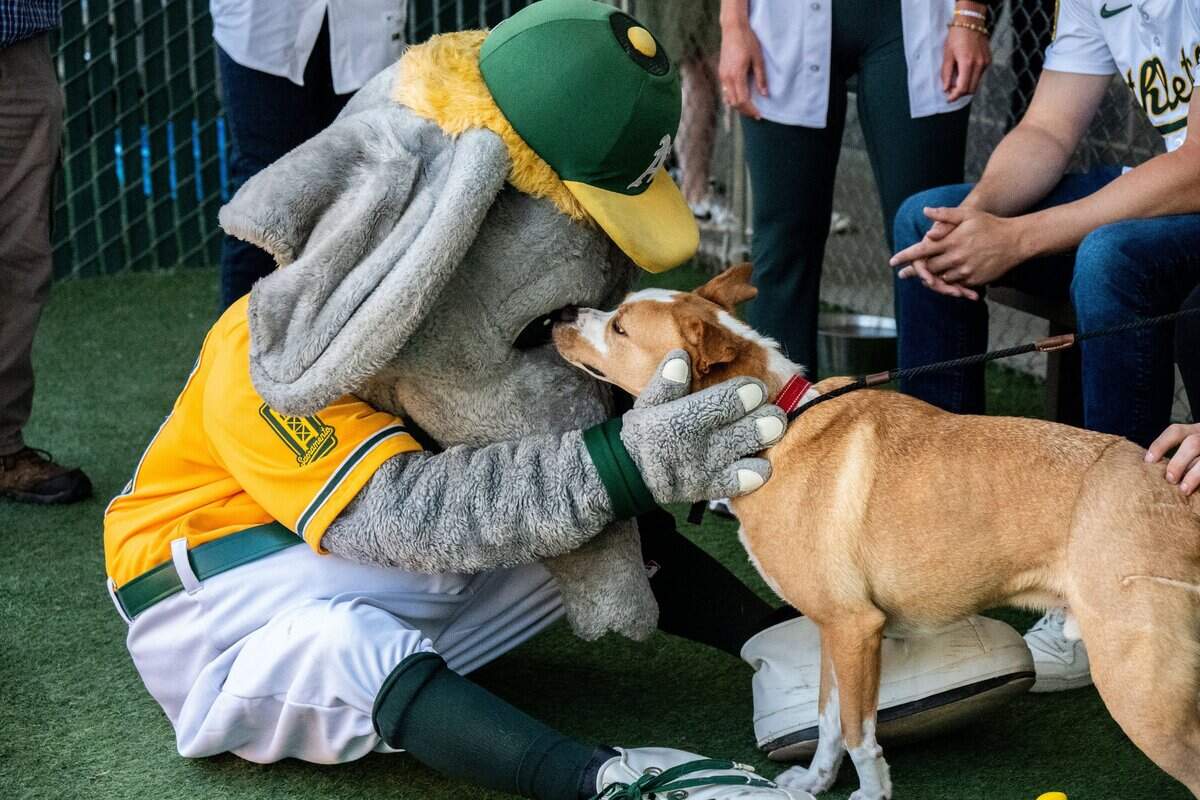 Athletics mascot Stomper plays with Patches, who is up for adoption, at the Sacramento SPCA on Wednesday.