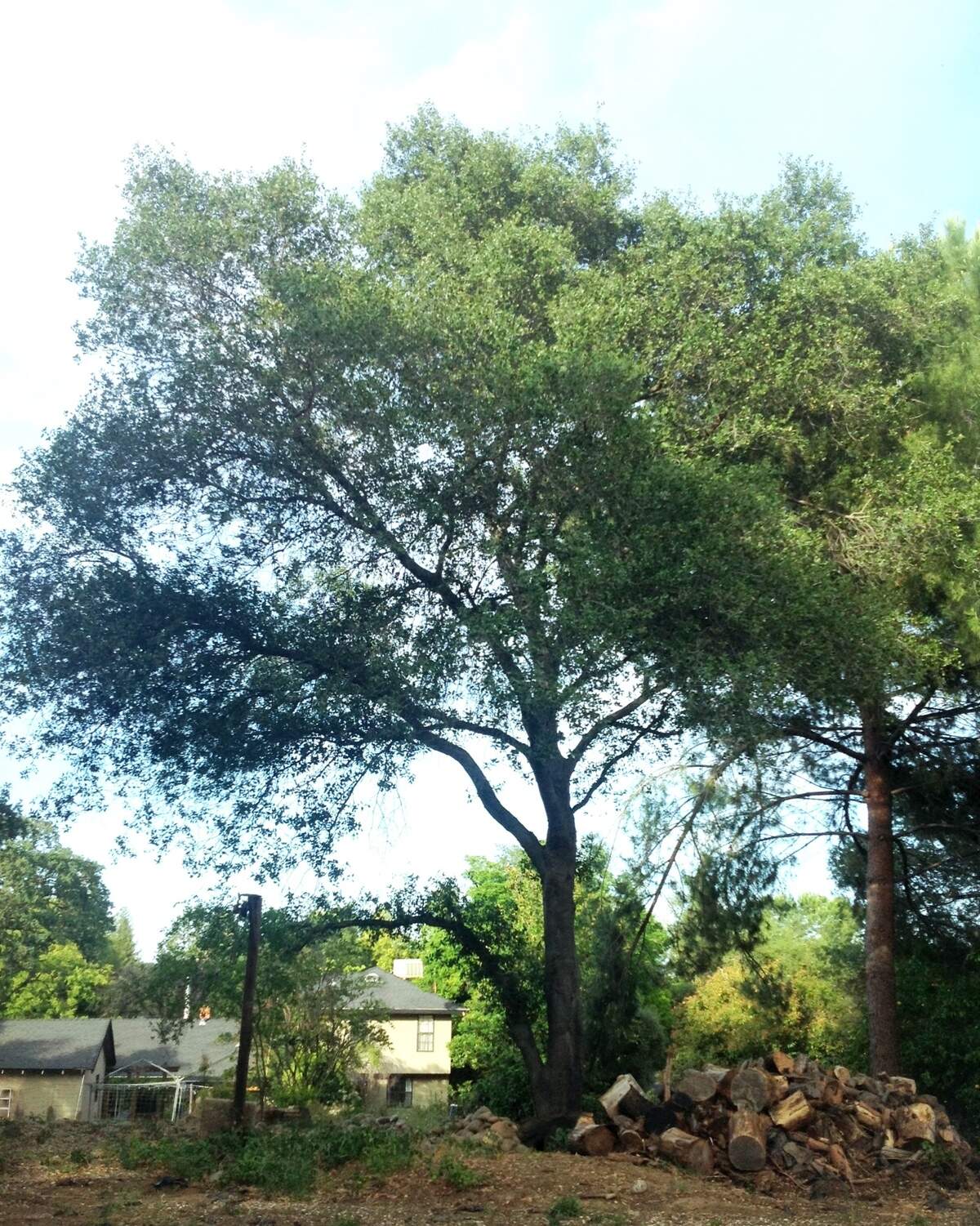 Interior live oak tree