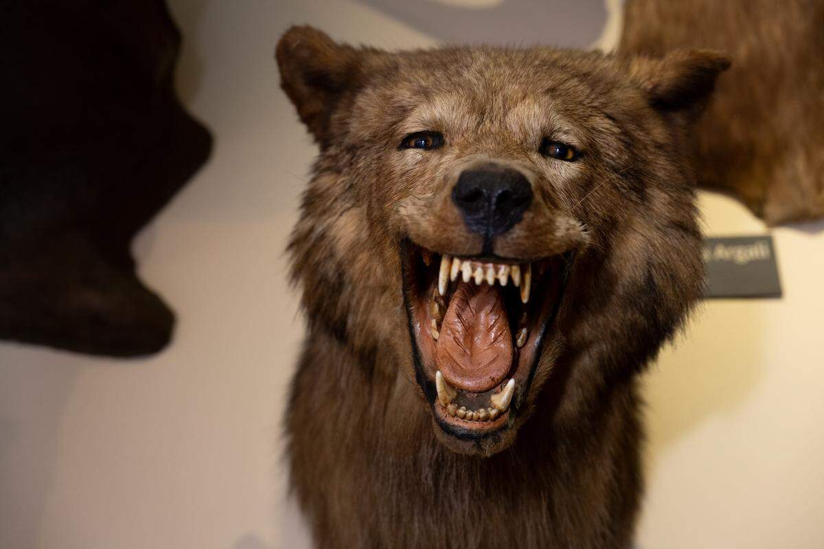An Arctic wolf hangs on the walls of Foster’s Bighorn in Rio Vista on Monday, Sept. 22, 2025.