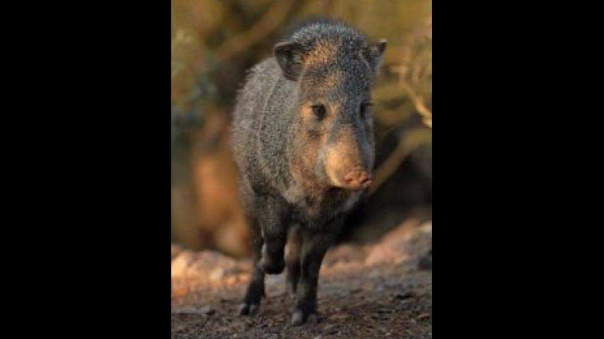 An 11-year-old girl walking dogs was hurt after being attacked by a javelina the day after another person was also attacked, Arizona wildlife officials said. Photo from Arizona Game and Fish Department