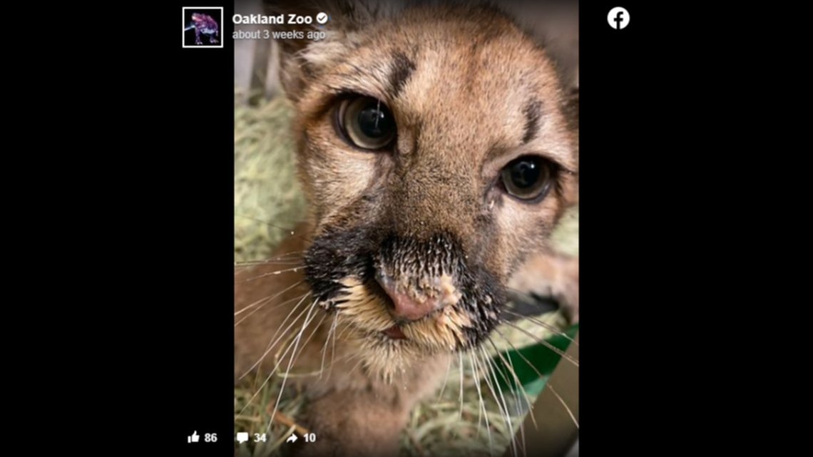 Two abandoned mountain lion cubs that were rescued within weeks of one another will soon be headed to a new home together, a California zoo announced.