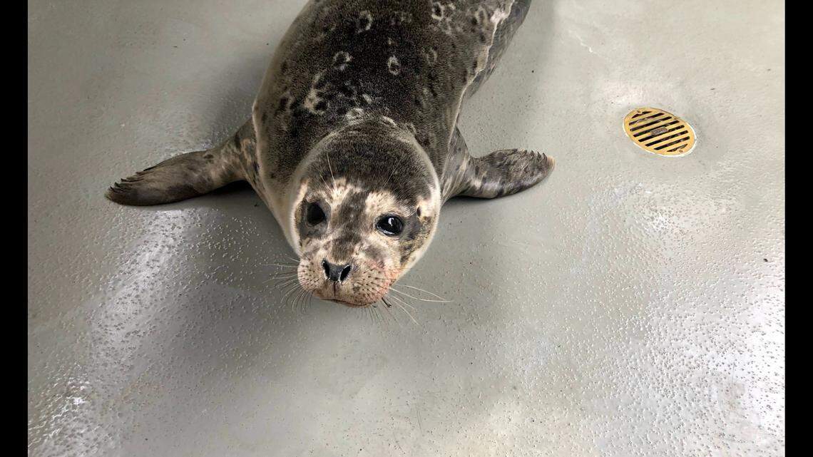 Once he’s healthy, Cryus will be released back to the wild, fire officials said.