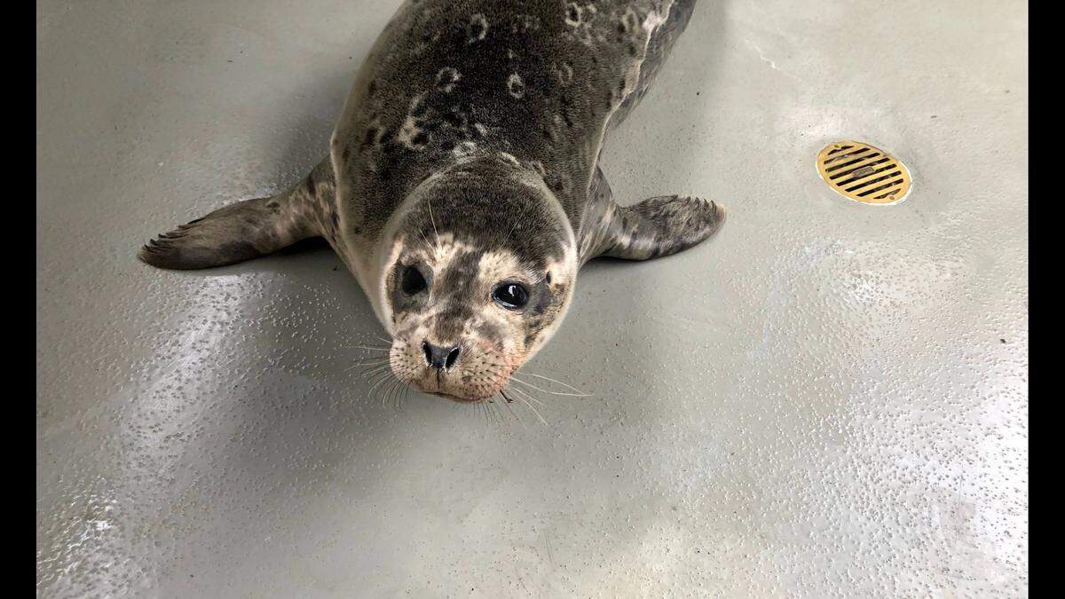 Once he’s healthy, Cryus will be released back to the wild, fire officials said.