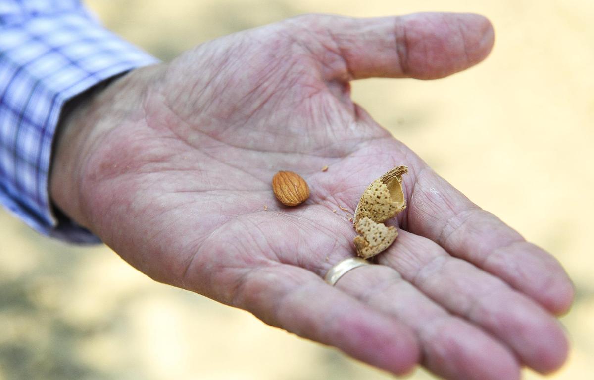 Farmer Joe Del Bosque holds an almond and its shell from a tree on his Empresas Del Bosque farm in western Fresno County on Aug. 12. Del Bosque says the inability to get enough water for his orchards has resulted in smaller almonds.