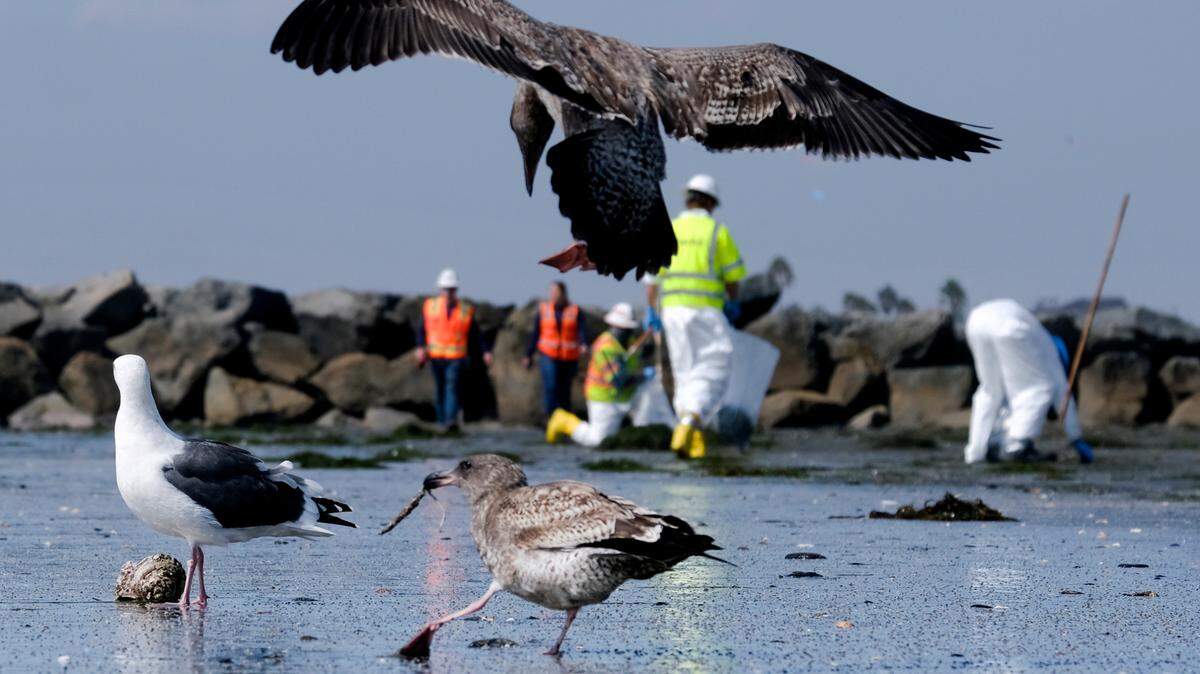 Birds are seen as workers in protective suits clean the contaminated beach after an oil spill in Newport Beach, Calif., on Wednesday, Oct. 6, 2021. A major oil spill off the coast of Southern California fouled popular beaches and killed wildlife while crews scrambled to contain the crude before it spread further into protected wetlands. (AP Photo/Ringo H.W. Chiu)