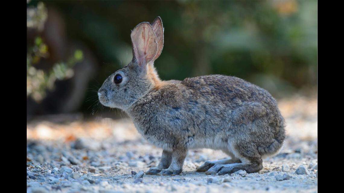 A highly contagious disease that can be lethal to domestic and wild rabbits was found in a dead jackrabbit in Palm Springs, the California Department of Fish and Wildlife said. The disease does not affect human or other animals.