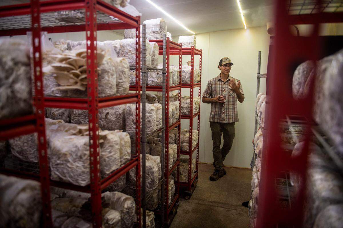 Joel Gutierrez, a mushroom cultivator, walks through his micro mushroom farm, Foothill Fungi, next to his home in Colfax, Wednesday, August 7, 2019. The farm is struggling to stay in business since provider Travelers Insurance dropped their coverage and PG&E implemented public safety power shutoff policies.