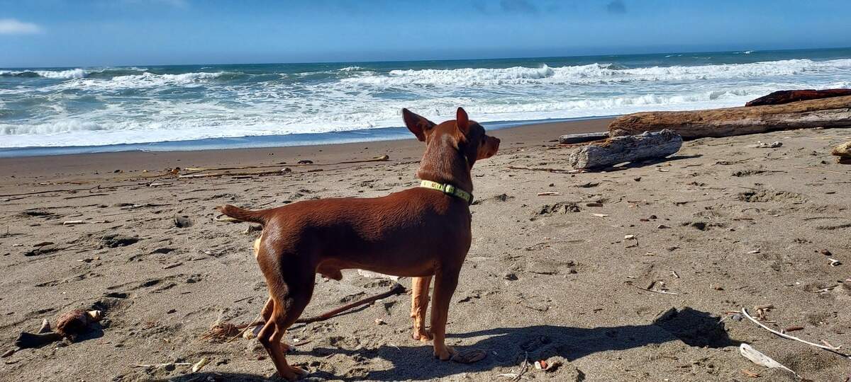 Biscuit, the winner of The Sacramento Bee’s cutest dog competition, is pictured here on a California beach. Henry said her dog loves to run on the beach.