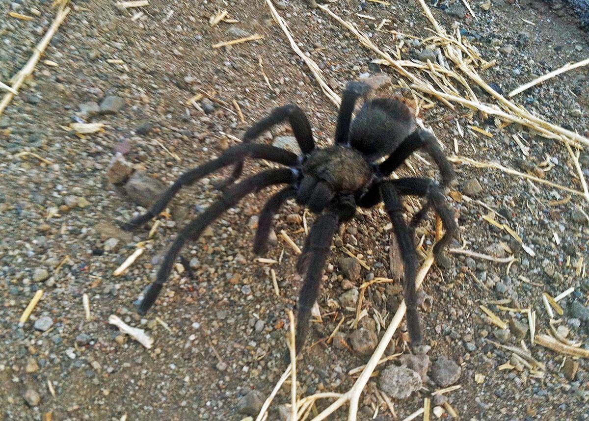 This Aug. 12, 2013 photo provided by the National Park Service shows a tarantula at the Rancho Sierra Vista park site, within the Santa Monica Mountains National Recreation Area near Newbury Park, Calif. Tarantulas are out looking for love, and hikers in Southern California’s Santa Monica Mountains are warned to watch out for the hairy spiders. Tarantula mating season has begun, and it will last through the end of October, the National Park Service said Thursday, Sept. 1, 2016. (National Park Service via AP)